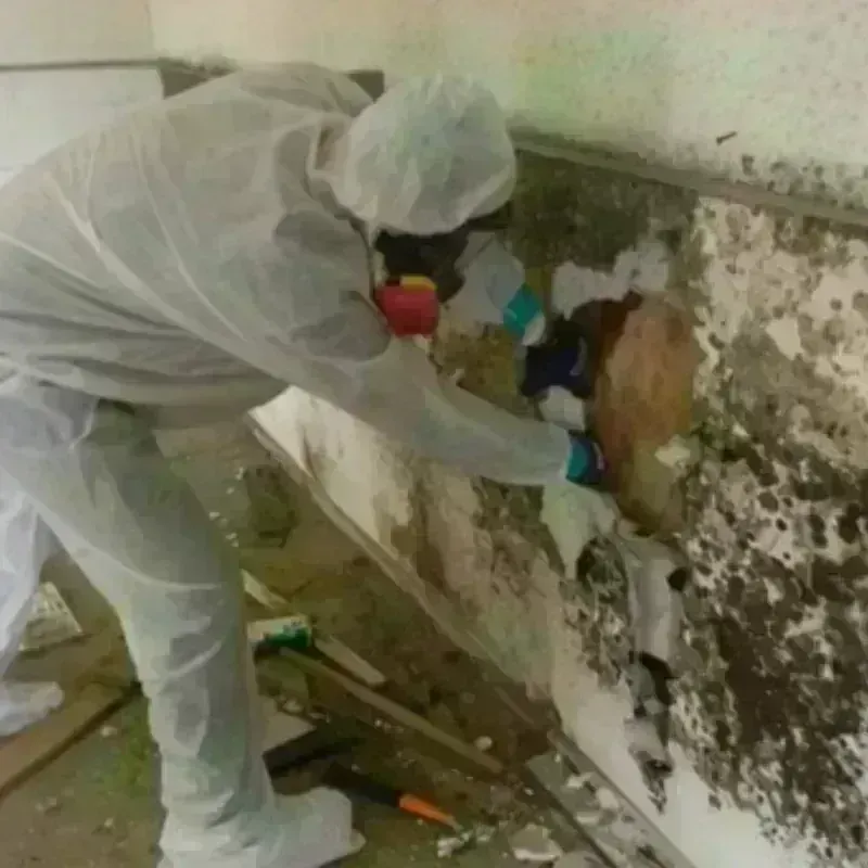 Mold Remediation and Removal in Upton, WY